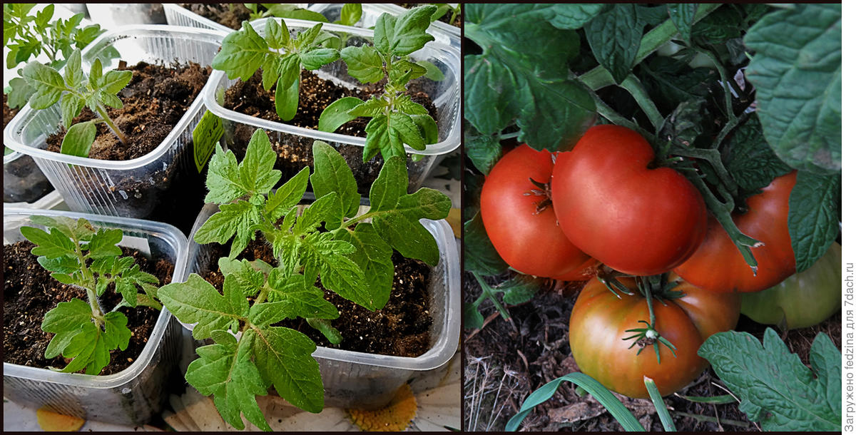 Чего не хватает рассаде томатов по цвету листьев фото