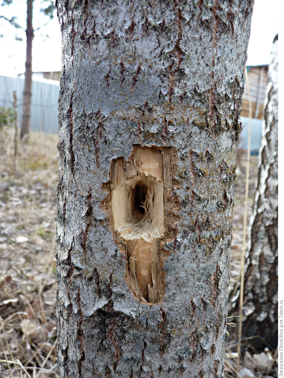 Картина внутри дупла дерева. Пломбирование дупел деревьев. Заделать дупло в яблоне. Дупло в осин. Дупло дерева изнутри.