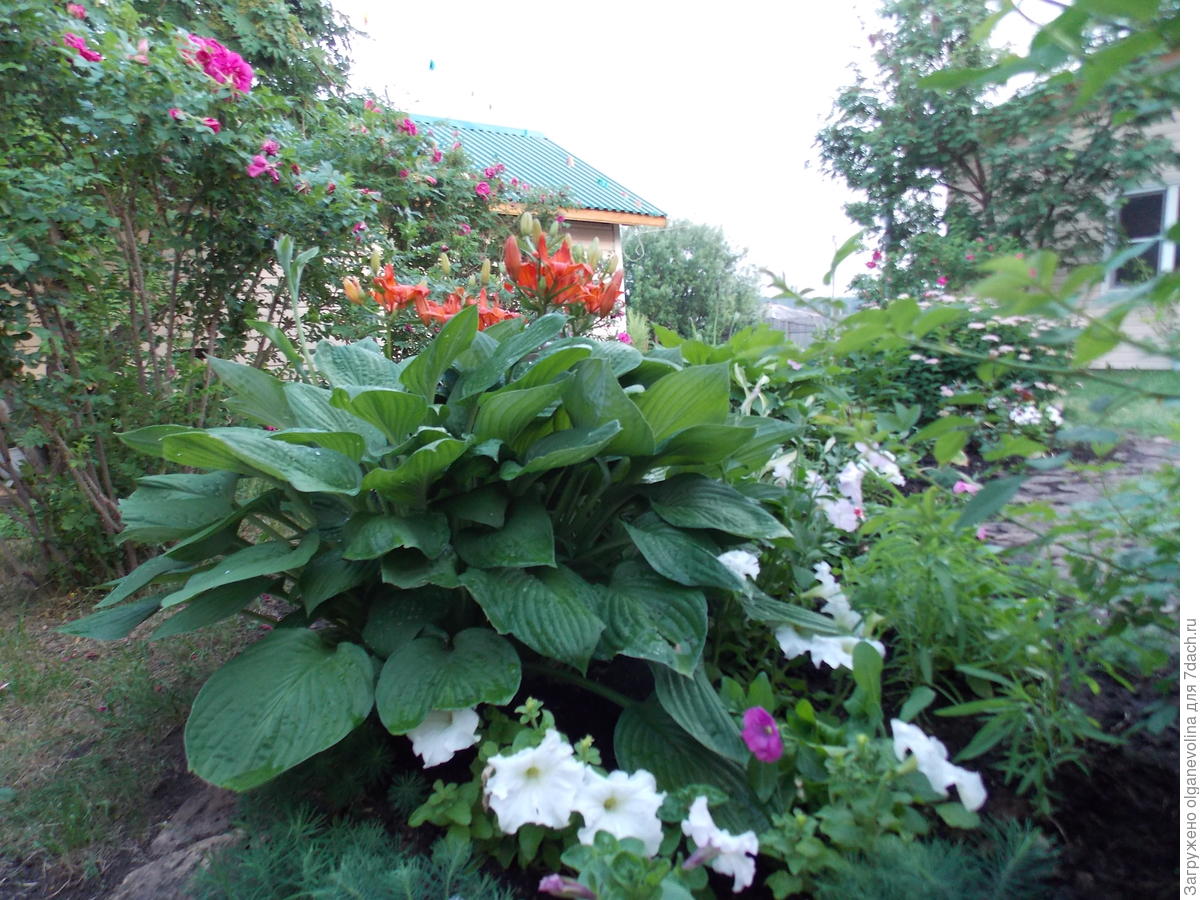 Хосты в саду
