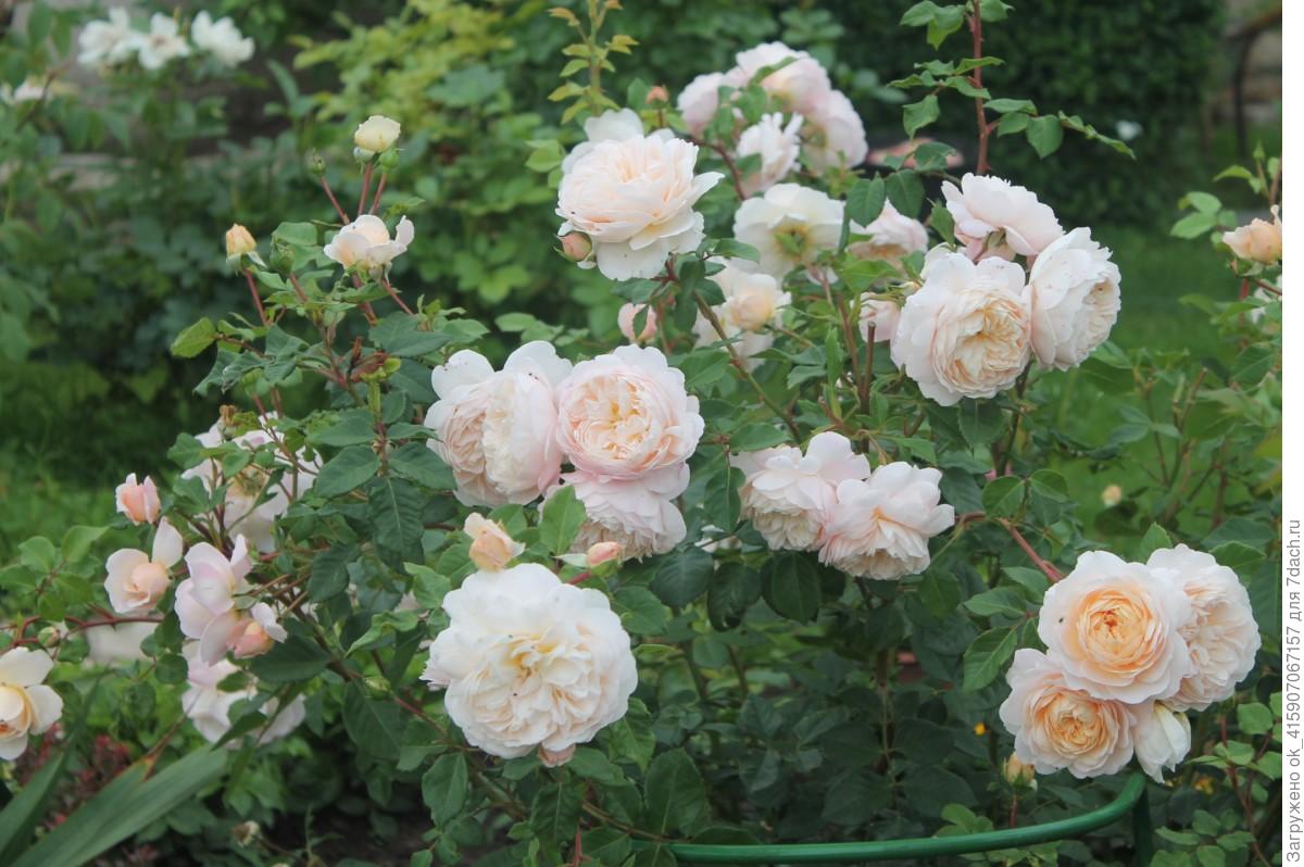 Роза английская крокус роуз описание сорта фото