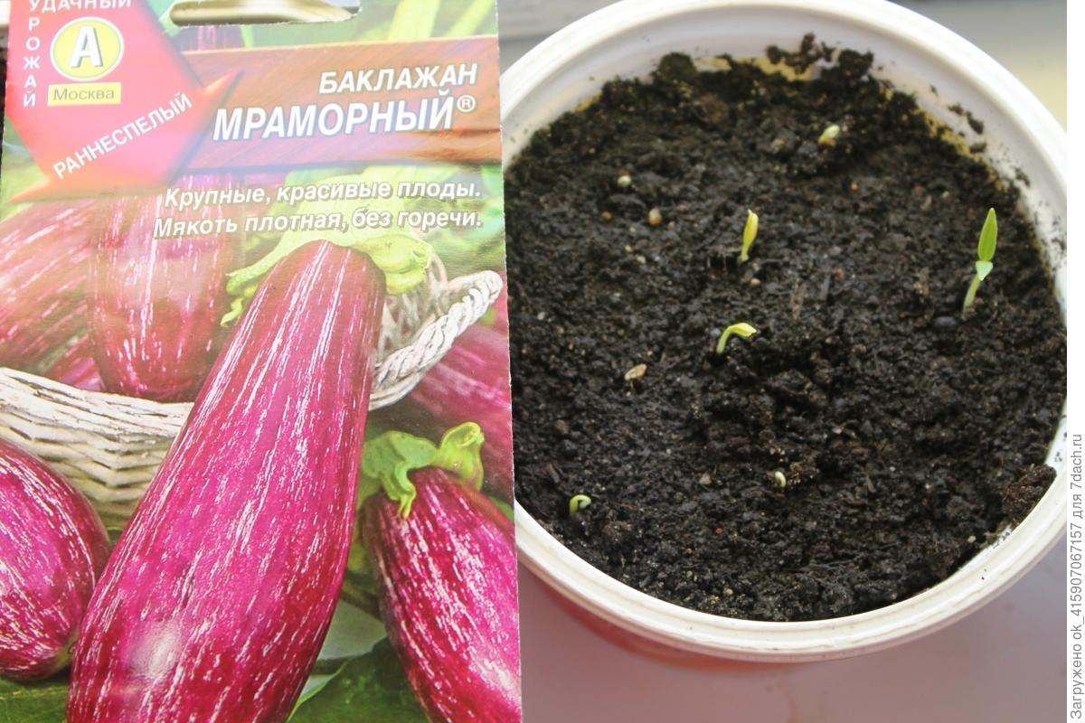 через сколько взойдут баклажаны. росток рассада баклажан. долго всходят баклажаны. ростки перец рассада. баклажан семена алтая.