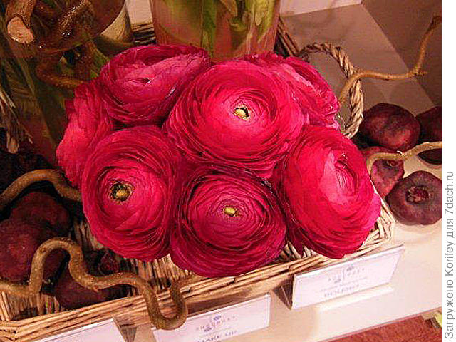 Виды ранункулюса: размножение, посадка, уход