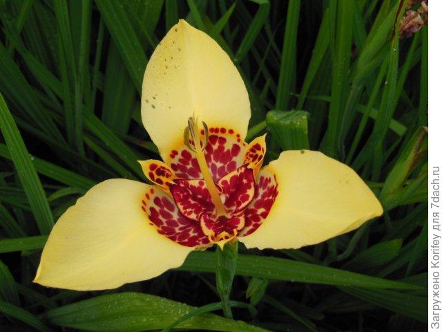 Тигридия цветок фото