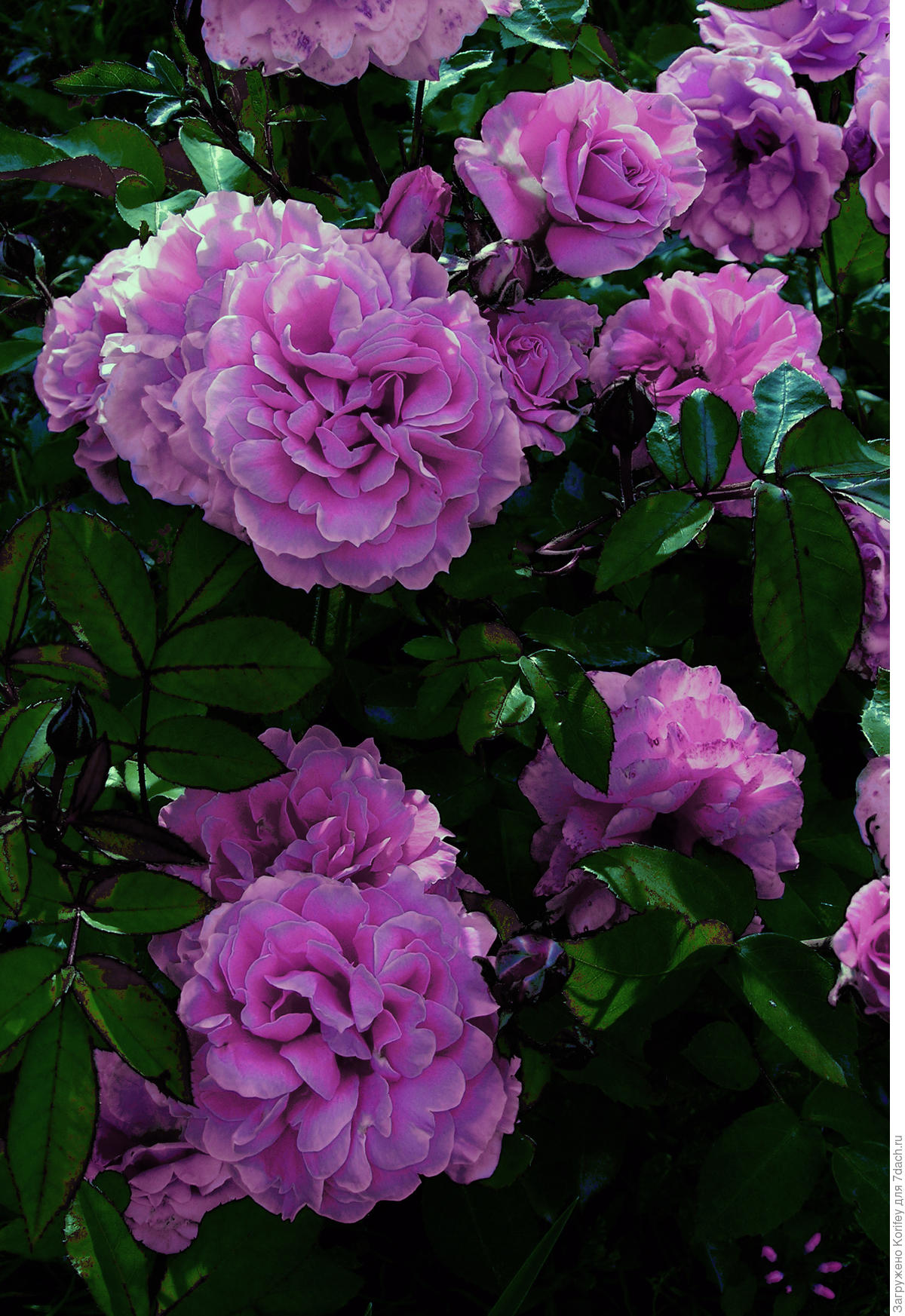 Плетистая роза голубая мечта фото и описание