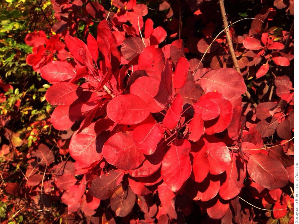 Дерево с красными листьями и красными цветами название фото