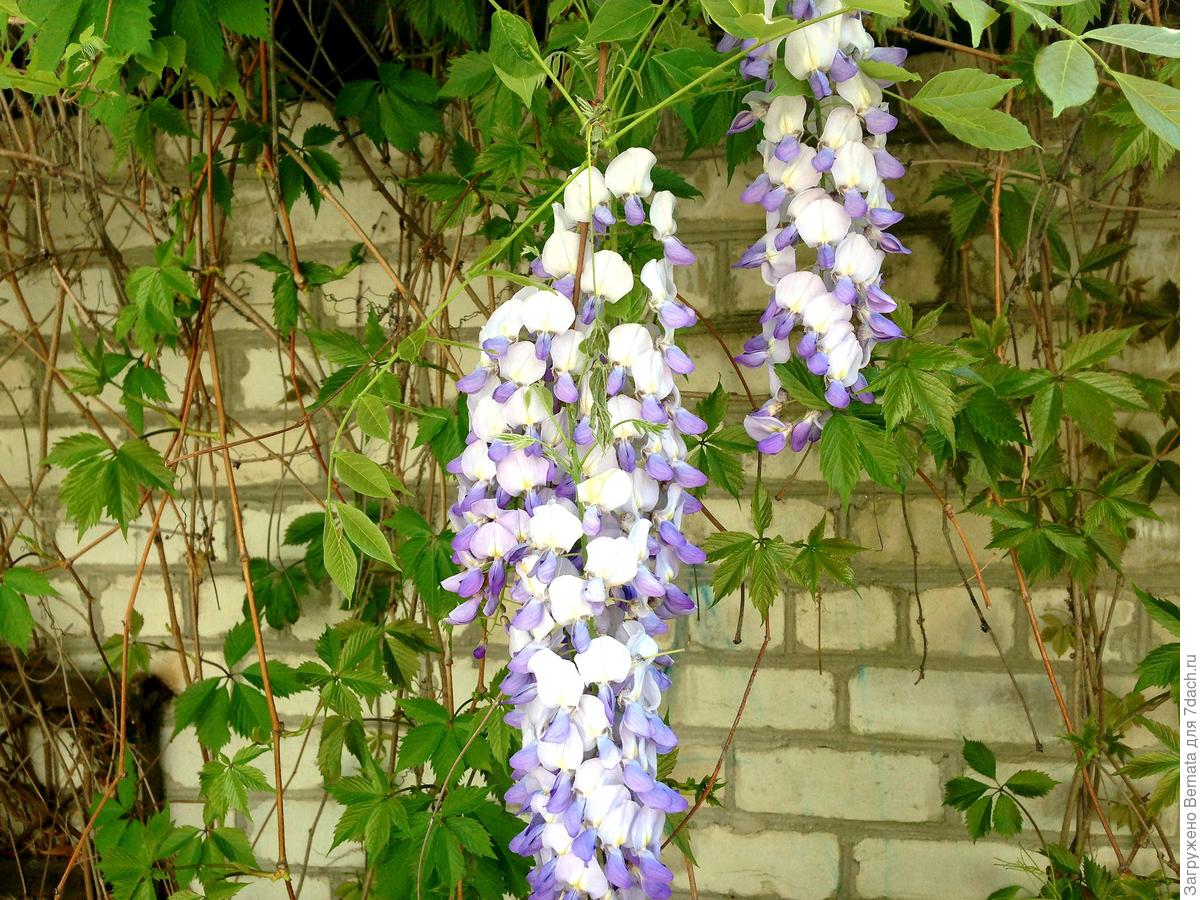 Глициния китайская Southern Belle. Фото, описание сорта. Выращивание на юге