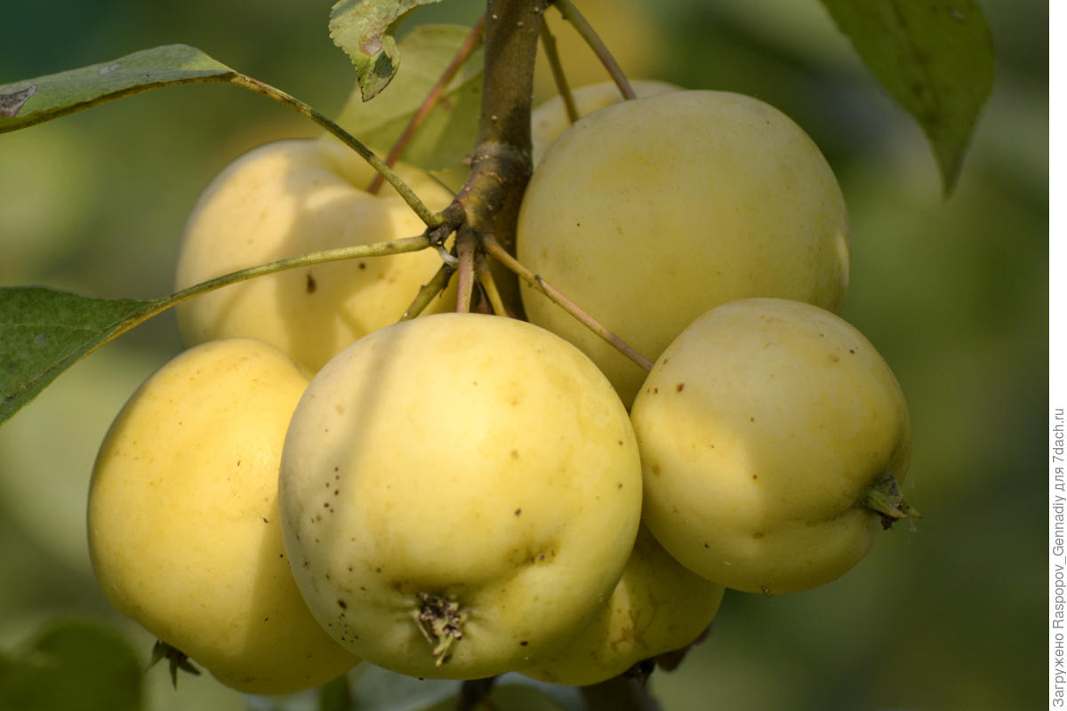 Лучшие сорта яблони украины: посадка и уход