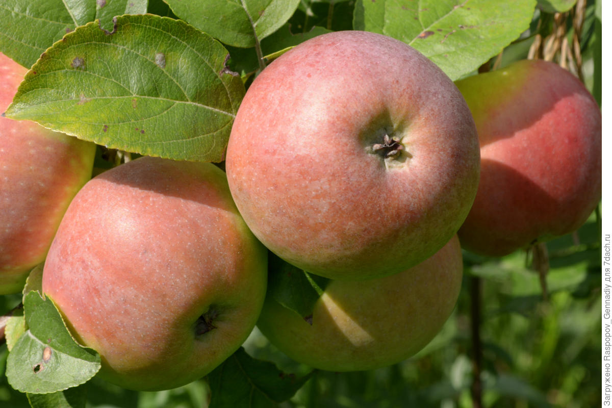 Лучшие новые сорта яблонь: посадка и уход