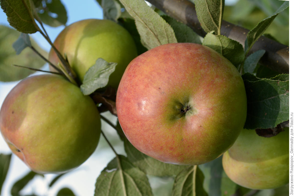 Лучшие европейские сорта яблонь: посадка и уход