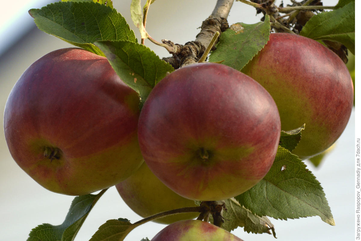 Лучшие европейские сорта яблонь: посадка и уход
