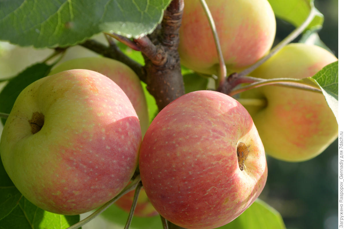 Лучшие новые сорта яблонь: посадка и уход