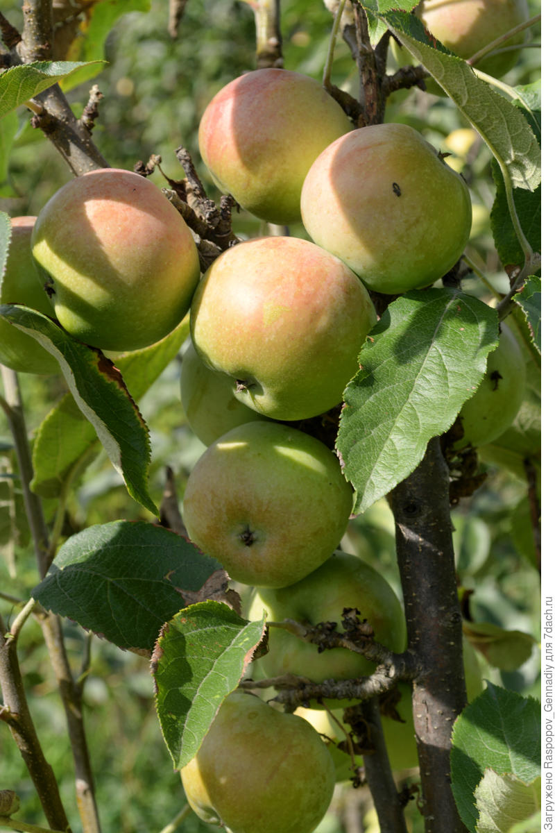 Яблони с мелкими плодами сорта с фото