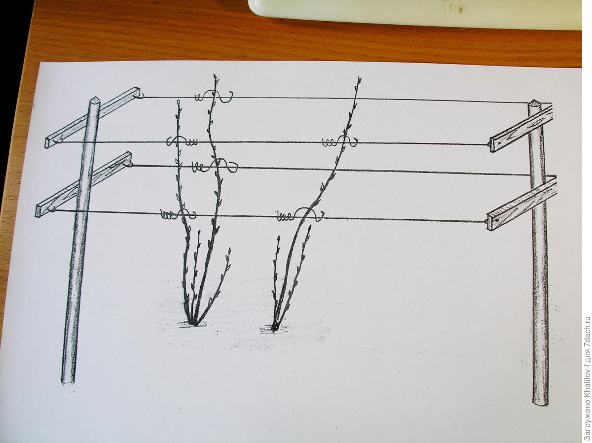 Шпалера для ежевики своими руками чертежи и фото