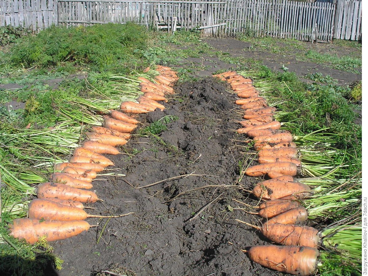 В каком месяце сажают морковь