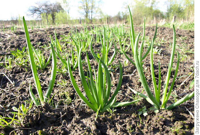 Посадить батун осенью. Ранний весенний лук. Как посадить лук батун весной в открытый грунт. Лук батун шалот. Посадить батун осенью.