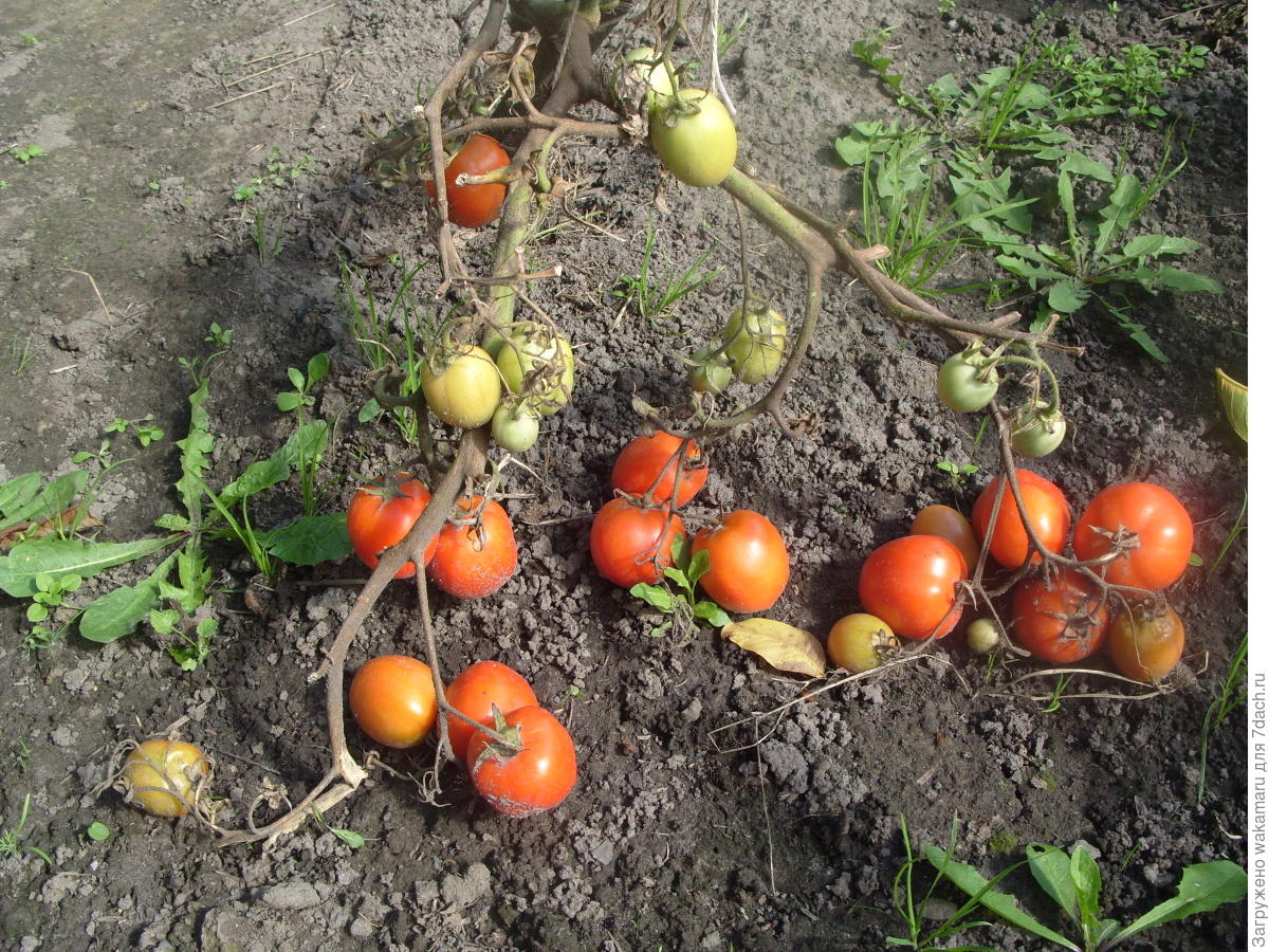 Сорт томатов полным полно отзывы. Томат полным полно. Сорт помидор полным полно. Помидоры сорта полным полно полным-полно.