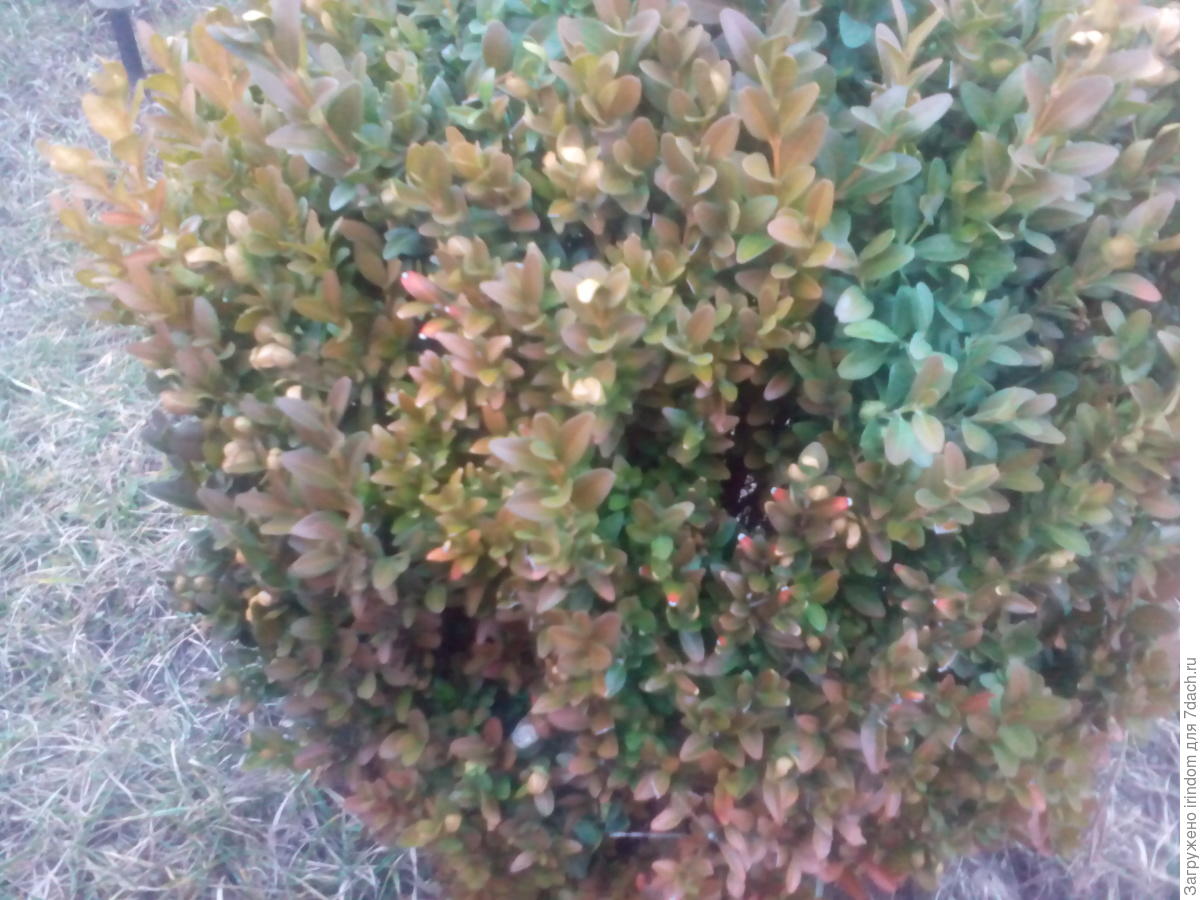 Самшит под снегом. Паутинный клещ на самшите. Цитоспороз самшита. Самшит кустарник. Самшит гарланда.