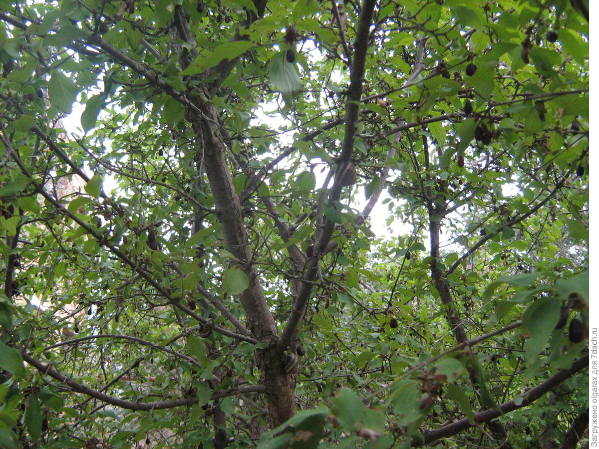 Кизил: посадка, выращивание и уход. Сорта кизила