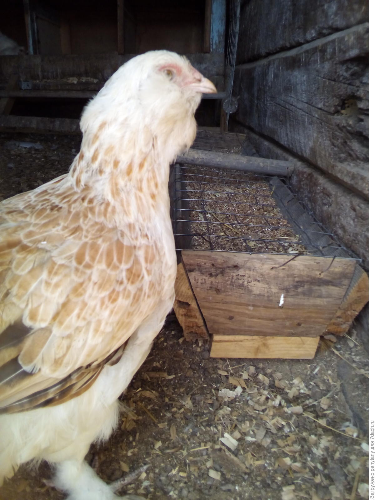 Дрожжи для кур - больше мяса и яиц! Как правильно добавлять в корм