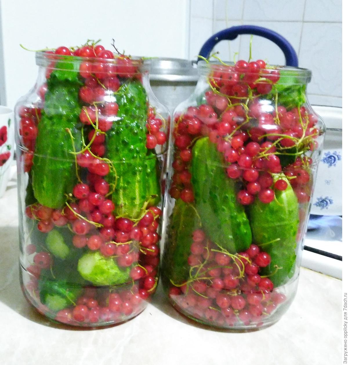 Огурцы, маринованные в соке красной смородины