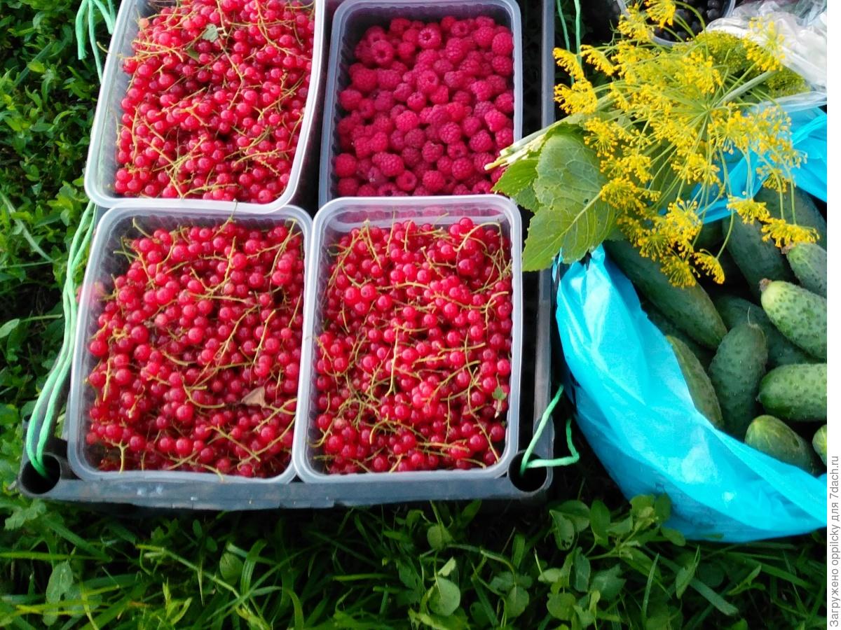 Огурцы, маринованные в соке красной смородины