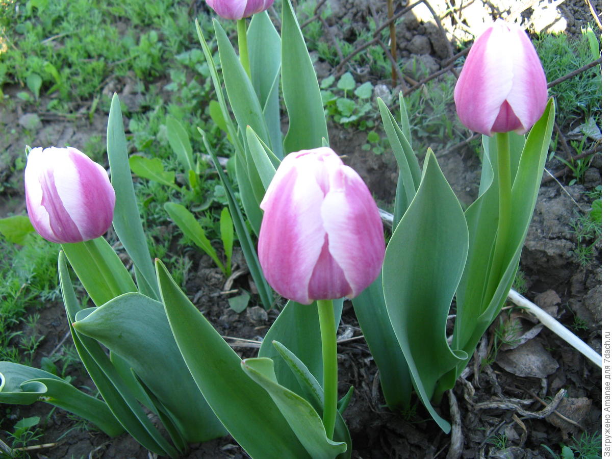 Секреты выращивания тюльпанов - красота и декоративность не теряются!