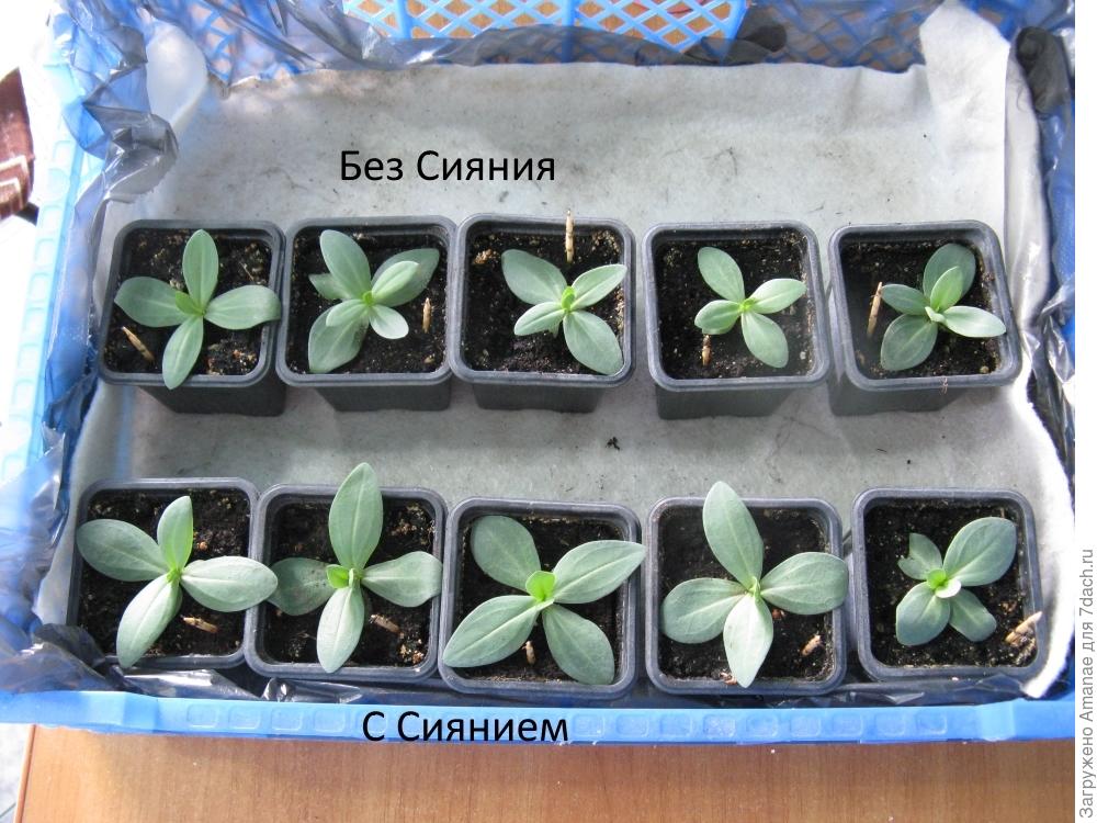 Питательный грунт для рассады своими руками. Советы опытного огородника