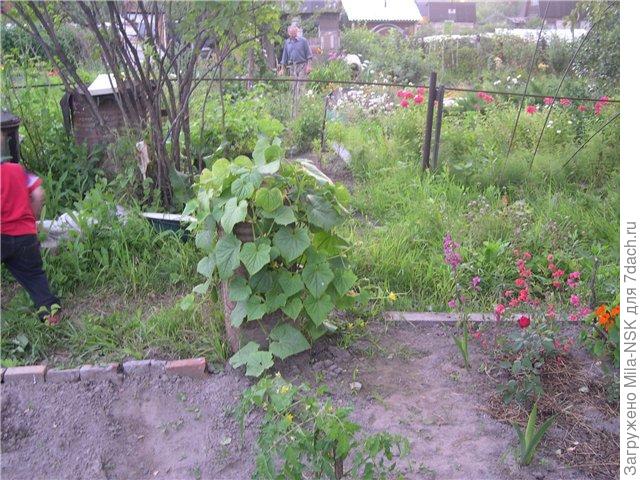 Поднятые грядки для огурцов из бочки своими руками