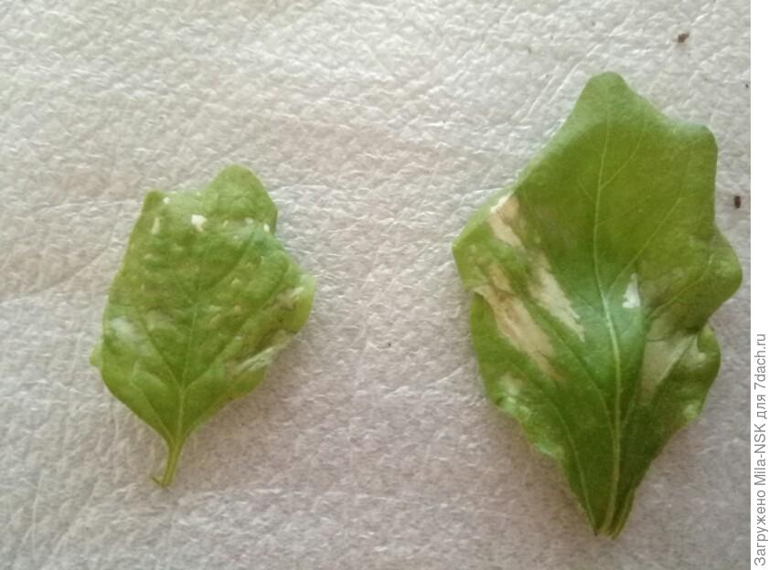 Пятна на листьях баклажанов у рассады с фото причины