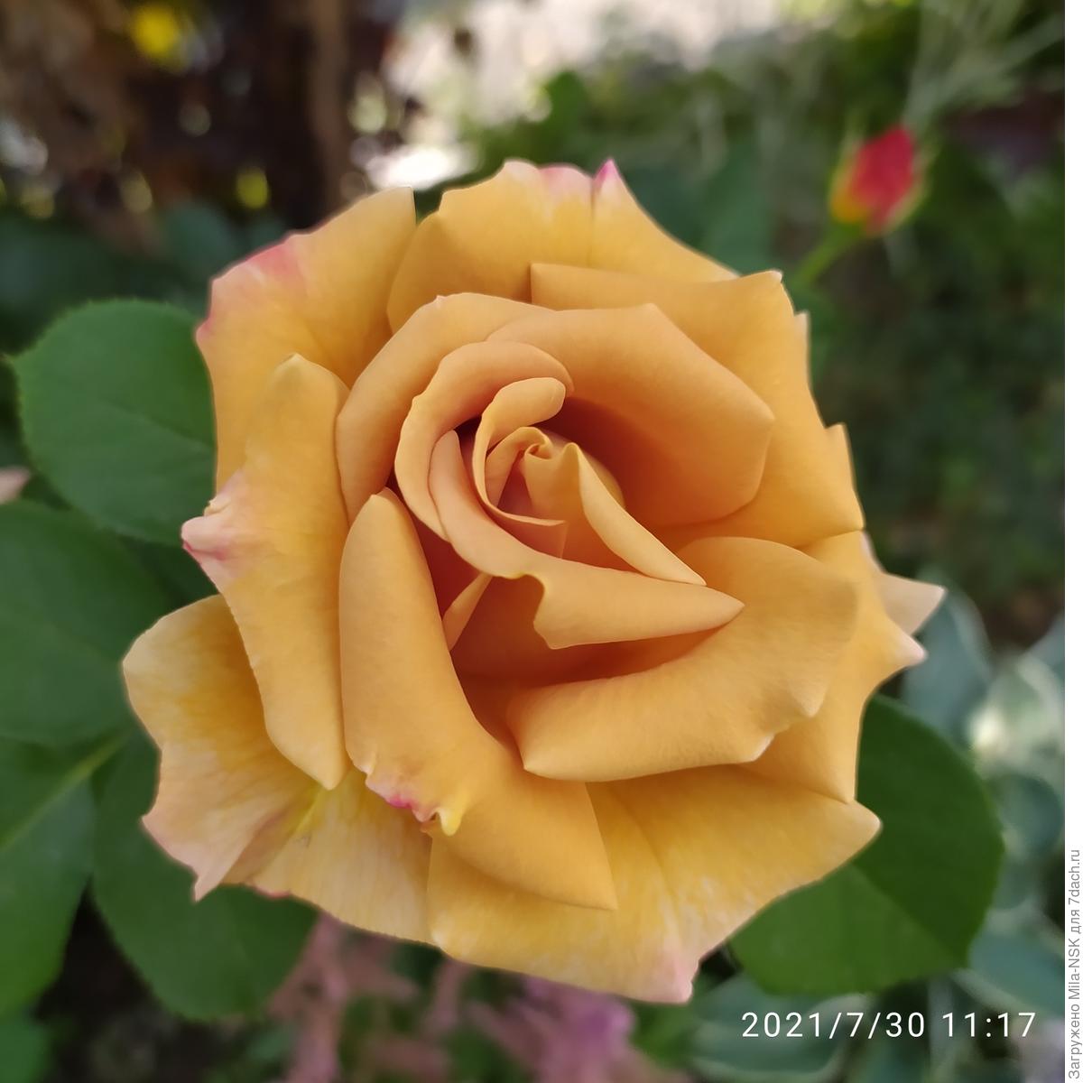 Хани дижон роза