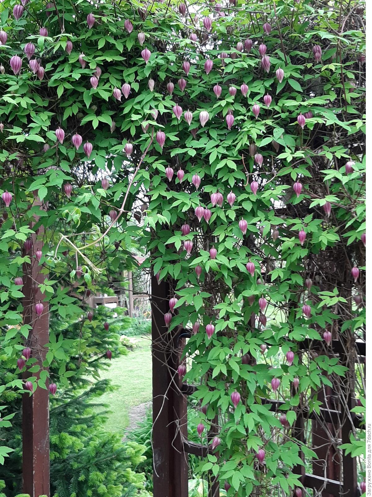 Княжики в саду: сорта, характеристики растений, фотографии цветения