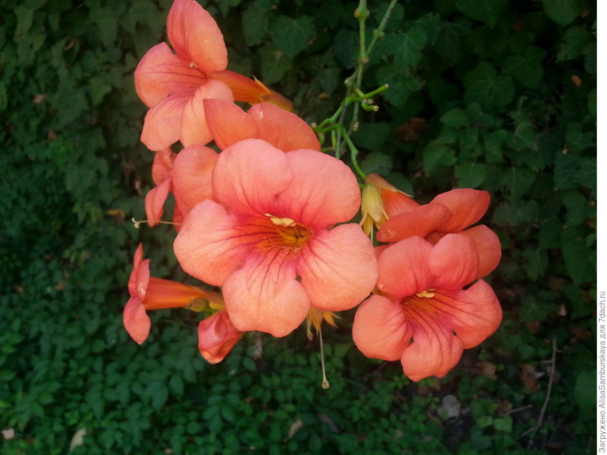 Кампсис – удивительная лиана: личный опыт выращивания