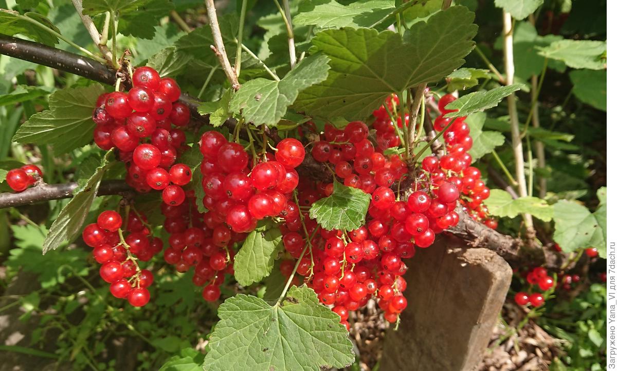 Красная смородина вкусные сорта. Смородина красная щедрая. Смородина красная Чародейка. Смородина красная, сорт щедрая. Cмородина красная райбест Сонетт.