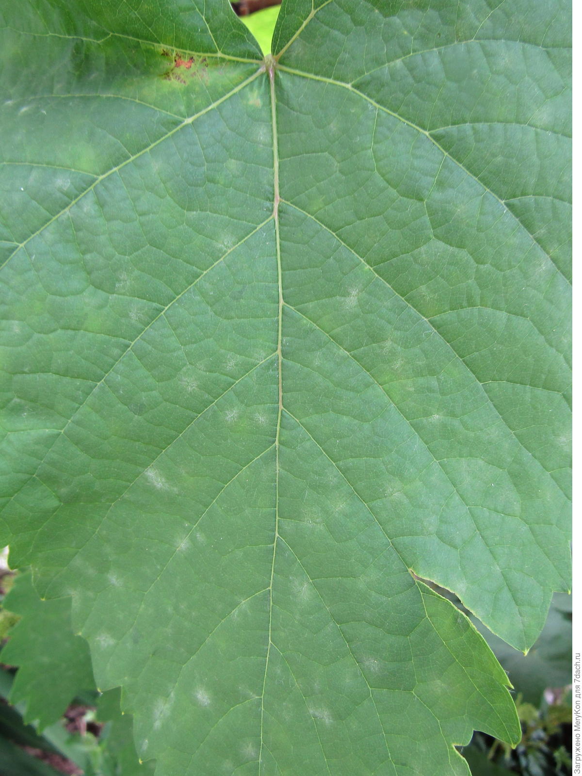 Коричневые пятна на листьях винограда фото