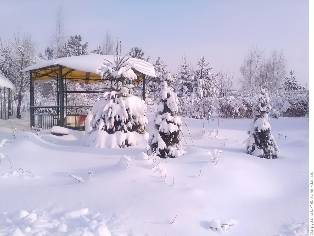 Сонник зима