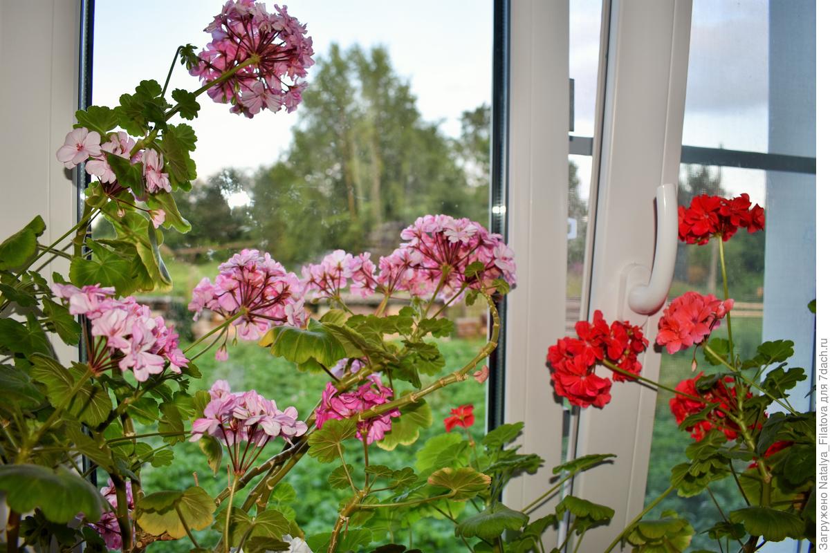 Всем знакомая пеларгония