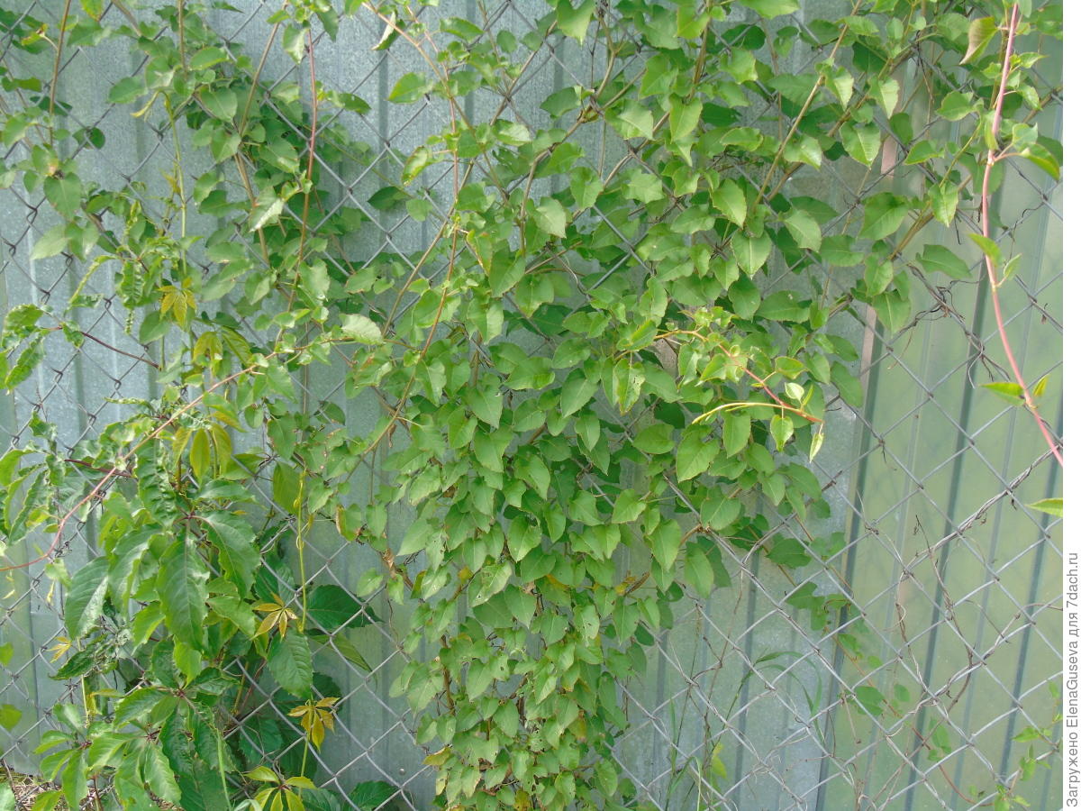 Горец бальджуанский - личный опыт выращивания