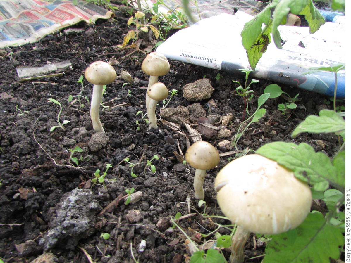 Выросли грибы в теплице