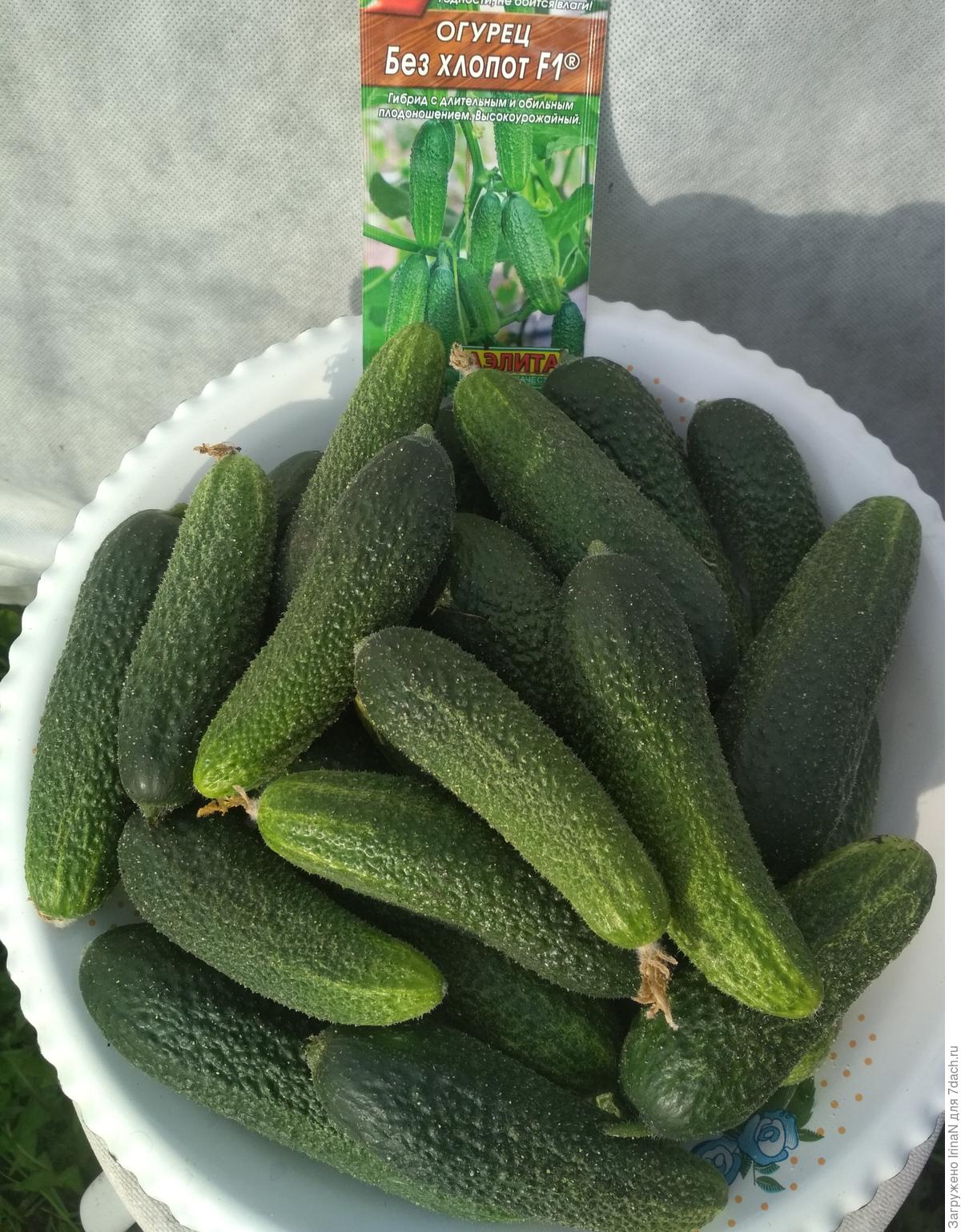 семена огурца. сорт огурца зена ф1 wtyb. огурец без хлоплтаэлита. семена огурцов без. семена огурец f1 зозуленок.