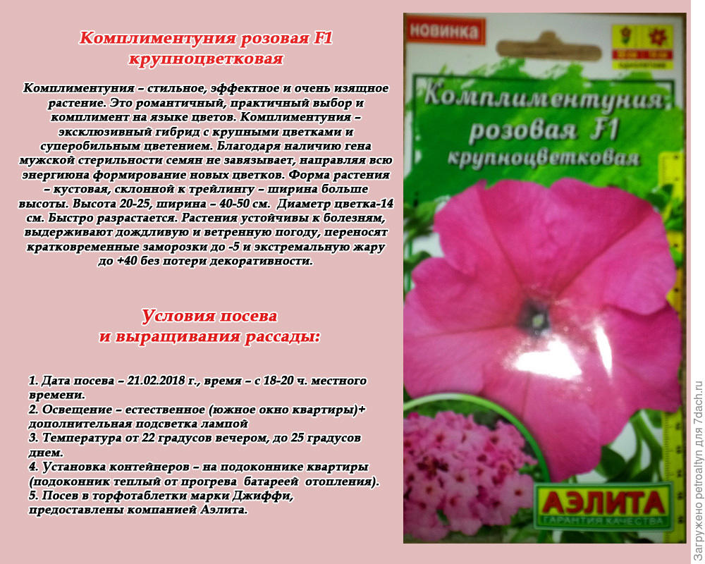 Комплиментуния арлекино. Петуния Комплиментуния f1. Комплиментуния f1 розовая крупноцветковая. Петуния Комплиментуния f1 лиловая крупноцветковая. Петуния Комплиментуния f1 красная крупноцветковая.