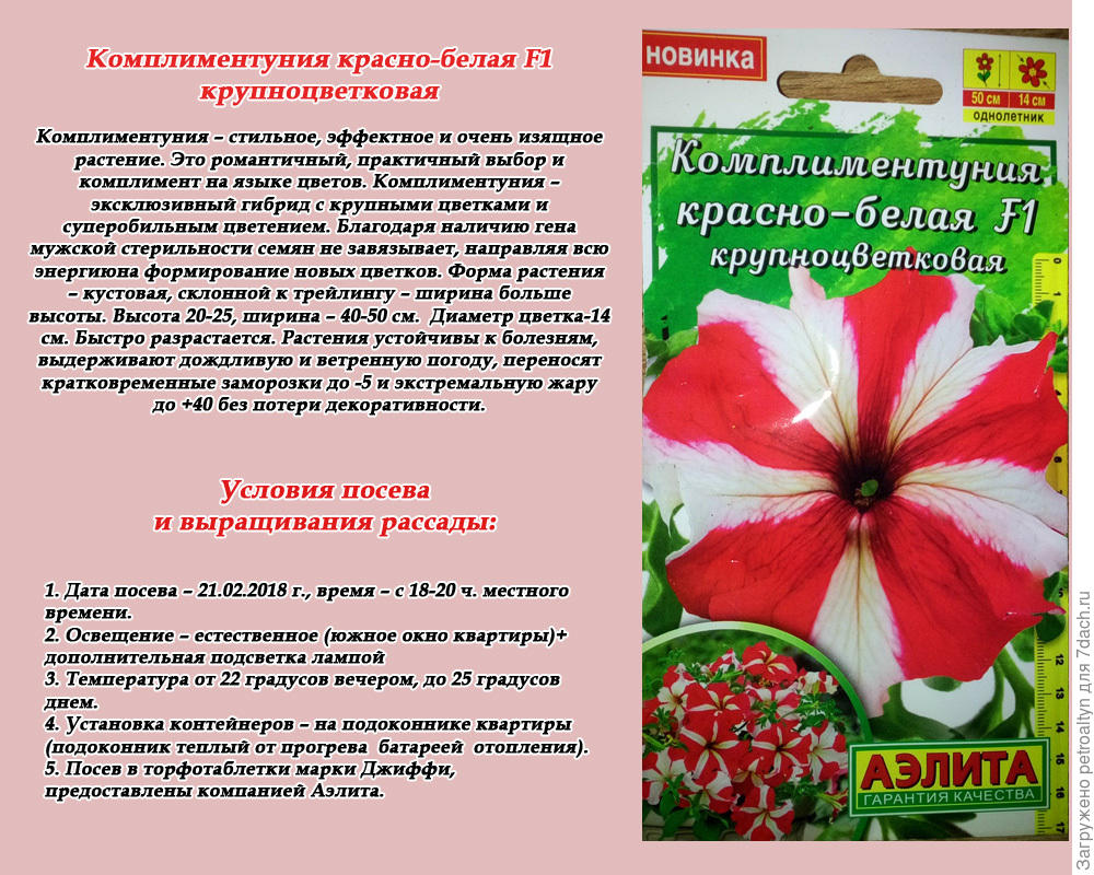 Петуния арлекино. Комплиментуния красно-белая f1. Петуния Комплиментуния. Петуния Комплиментуния f1 бургунди. Петуния Комплиментуния f1 белая.