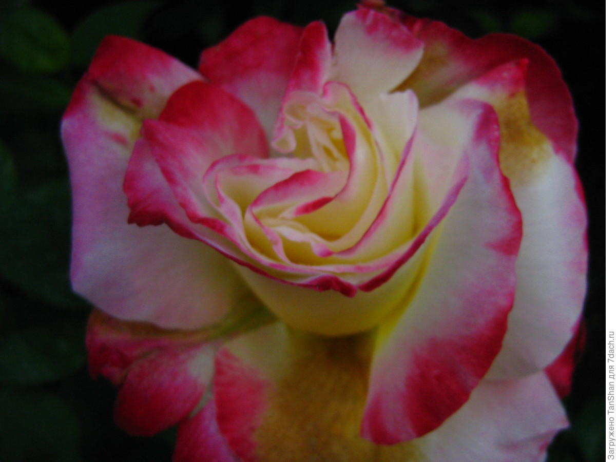 Фото розы двойное удовольствие фото и описание