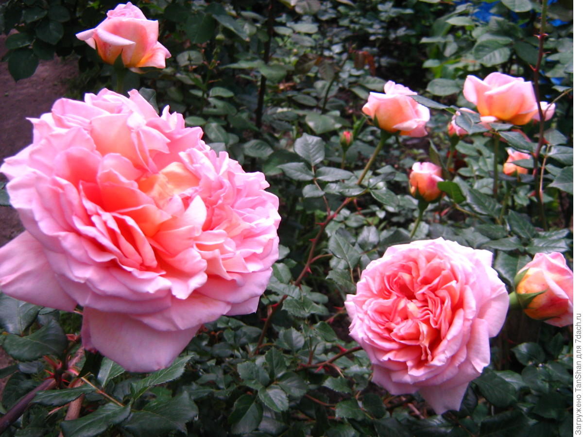 Роза кустовая Абрахам дерби отзывы садоводов