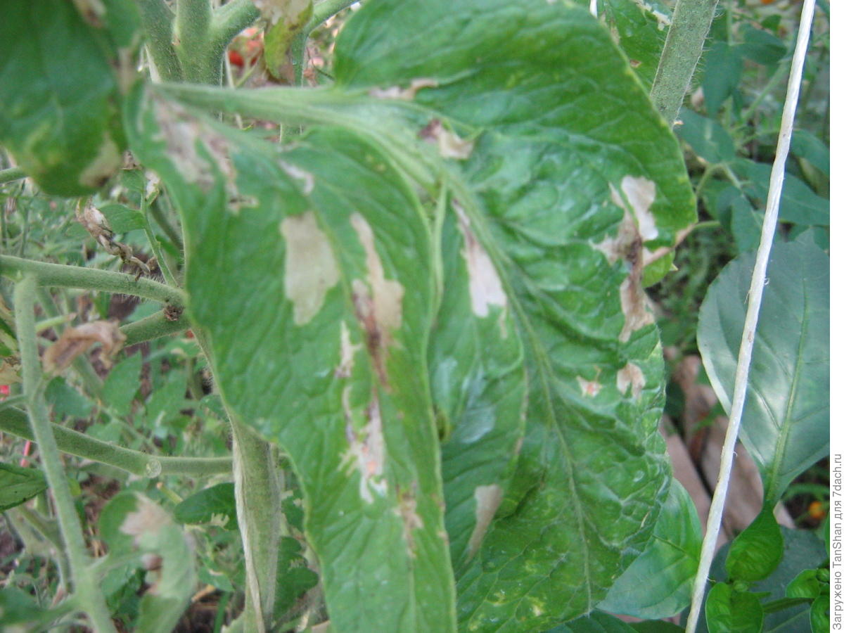 Темные пятна на листьях томатов в теплице фото