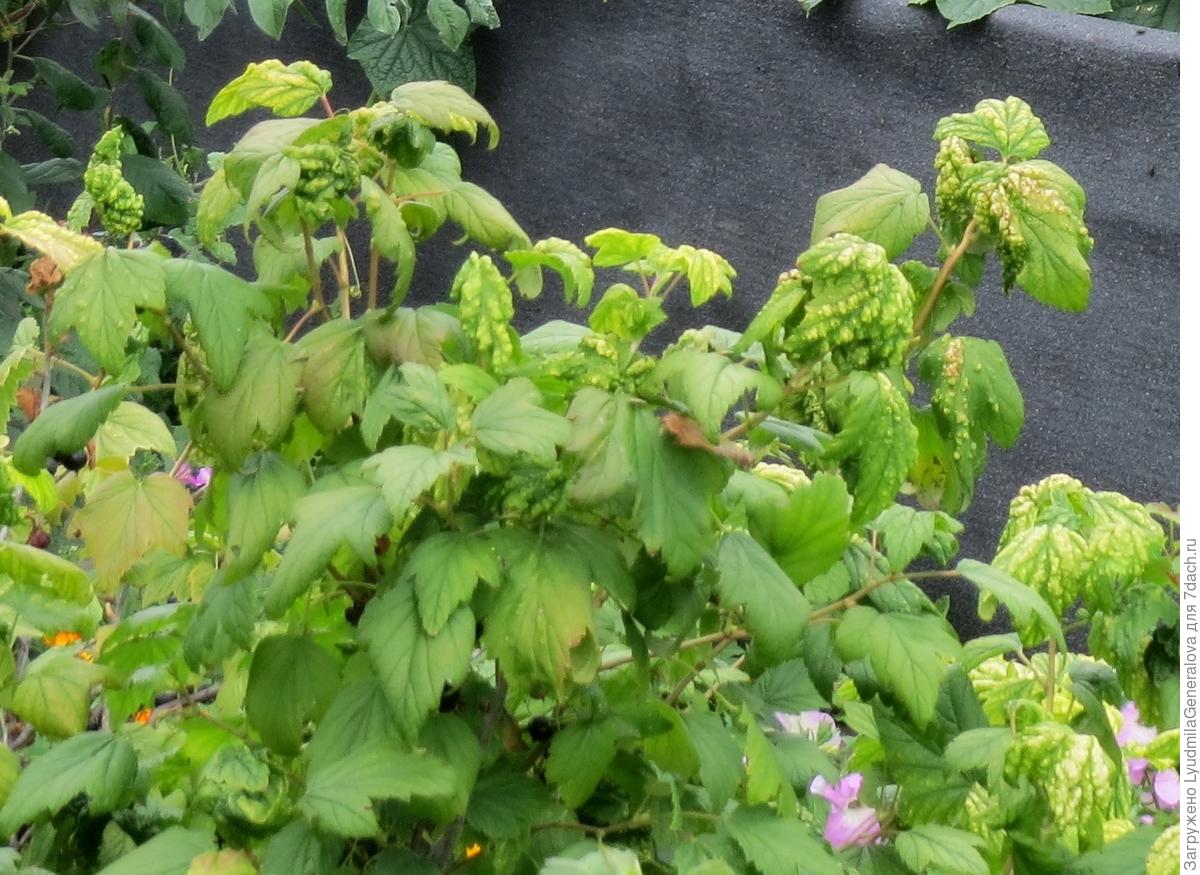 Болеют кусты смородины. Реверсия махровость смородины. Антракноз листьев смородины. Септориоз (белая пятнистость). Антракноз малины.