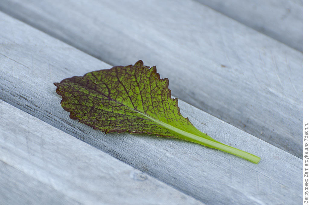 Горчица листовая салатная полезные свойства фото