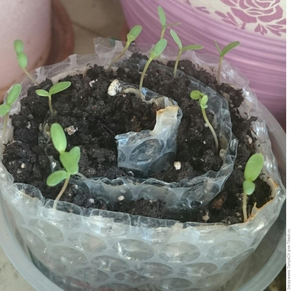 рассада бархатцев в улитке. рассада бархатцев в улитке. посев бархатцев в улитку. бархатцы в улитке. рассада бархатцев в улитке.
