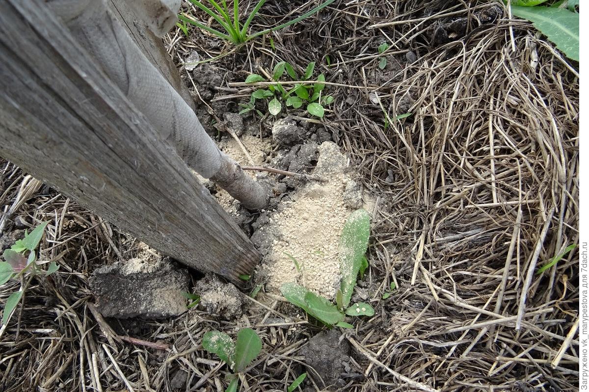 Муравьи: экологичный метод борьбы при помощи диатомитовой муки
