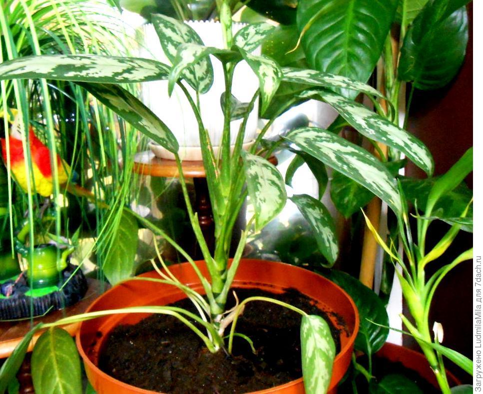 Растения с пестрыми листьями фото и названия