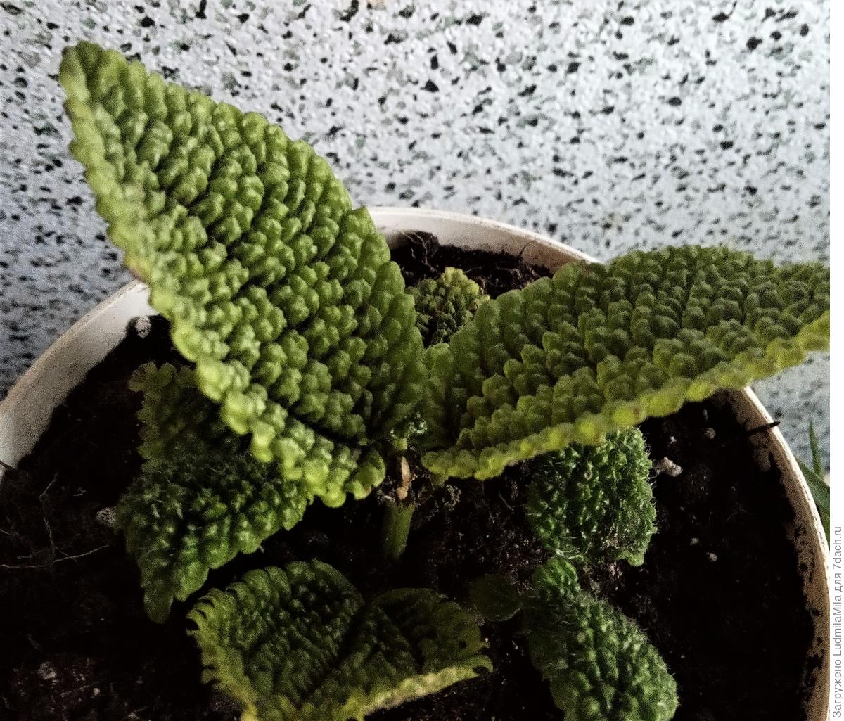 Пилея обернутая "Лунная долина". Характеристики цветка. Уход ...